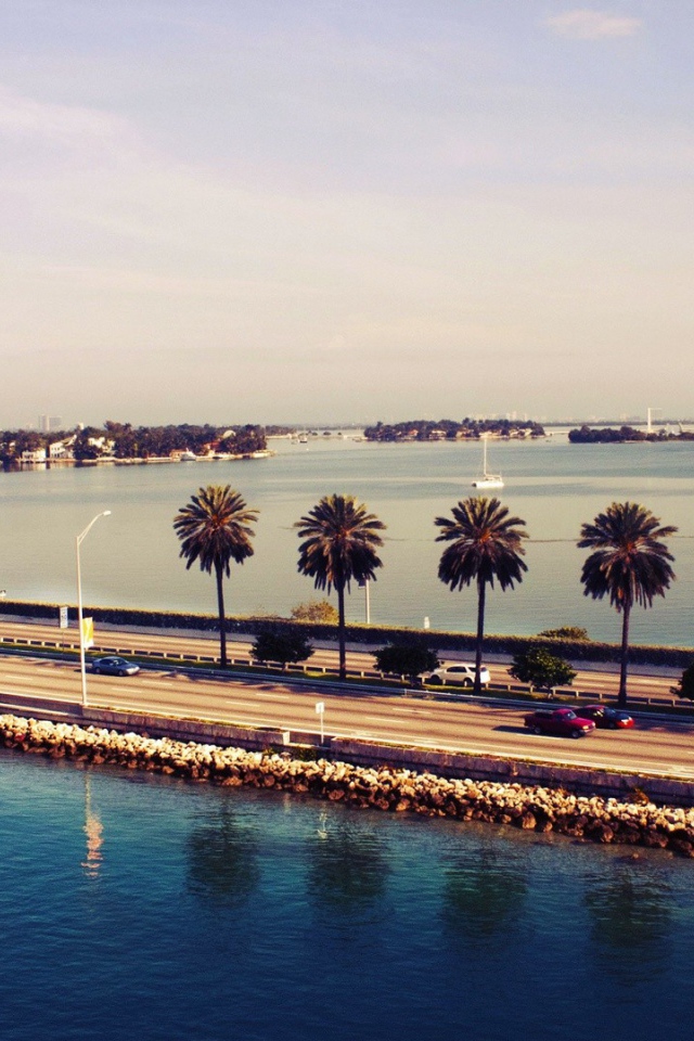 Пальмы у шоссе в Майами