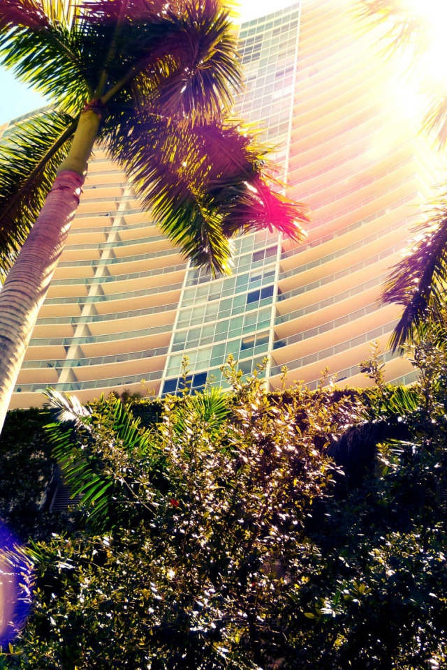 Пальмы в Майами