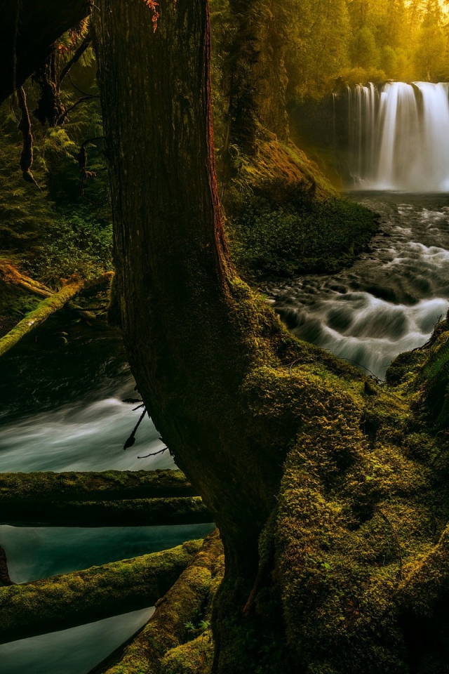 Река в лесу в Орегоне, США