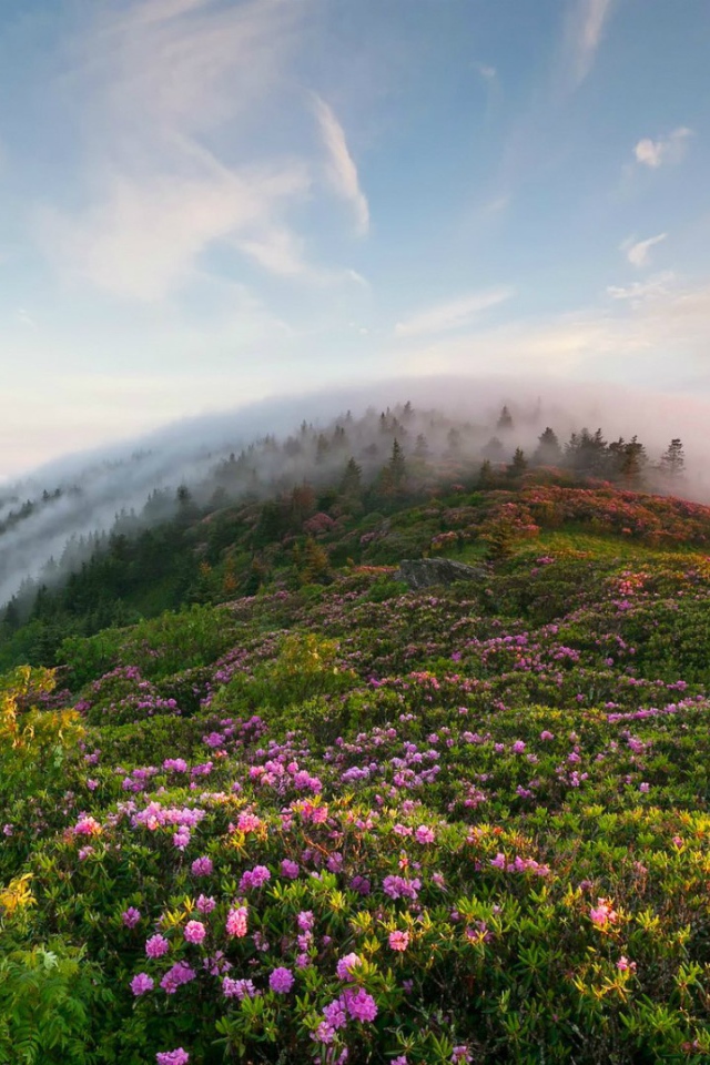 Рон Маунтин, Теннесси, США