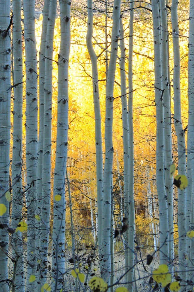 Белые стволы деревьев в лесу, Колорадо США
