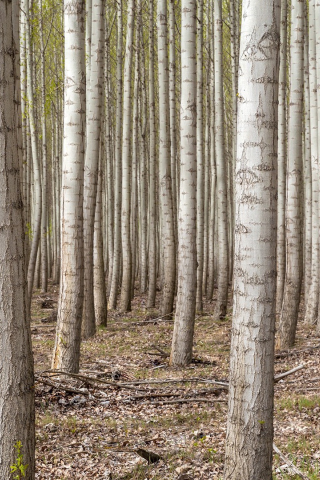 Густой лес в Орегоне