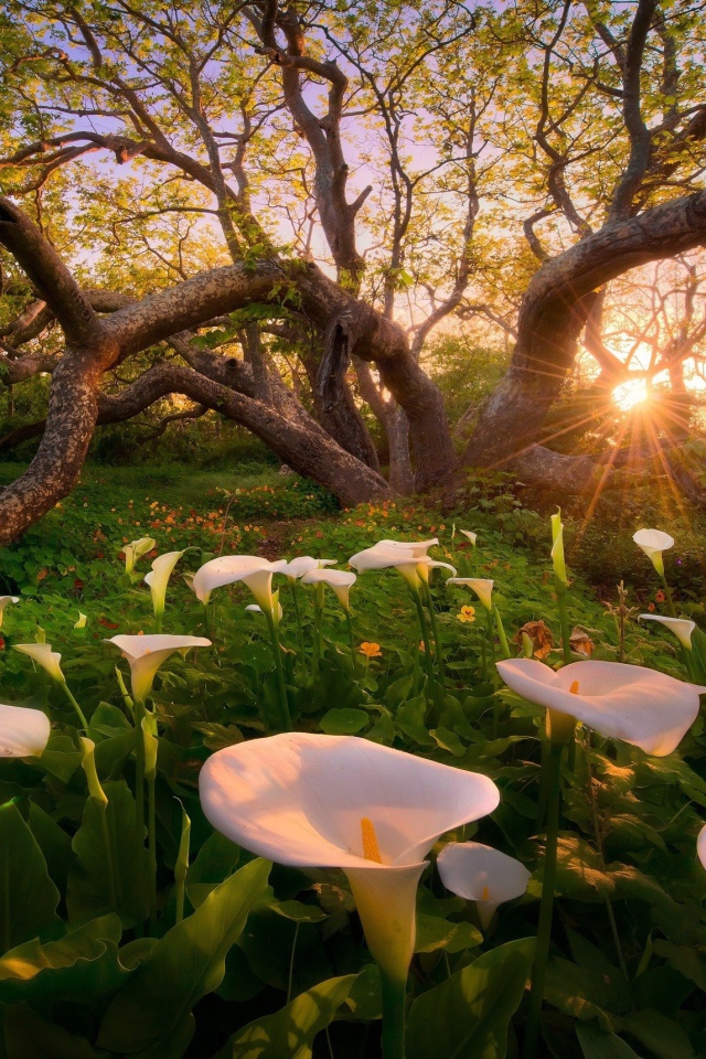 Белые лилии под деревом, Калифорния США