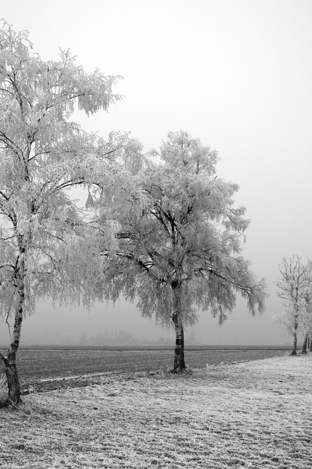 Черно белое фото зимних деревьев