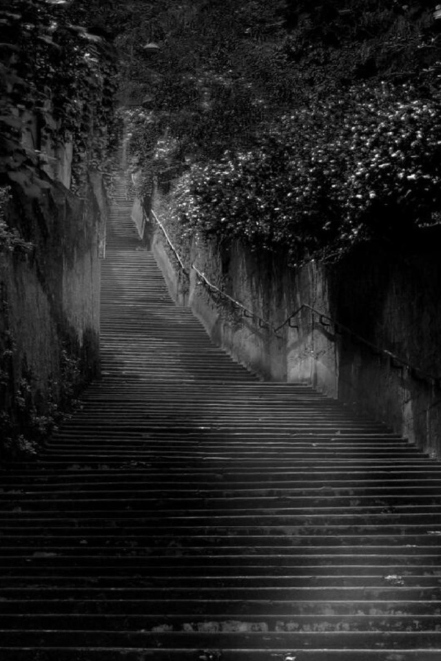 Черная лестница среди черных зарослей