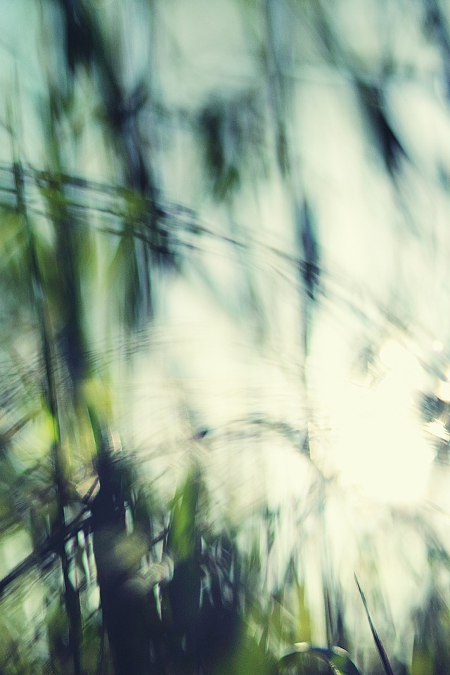 Размытое фото травы