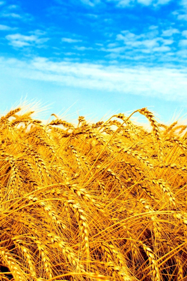 Желтое поле под голубым небом в Украине