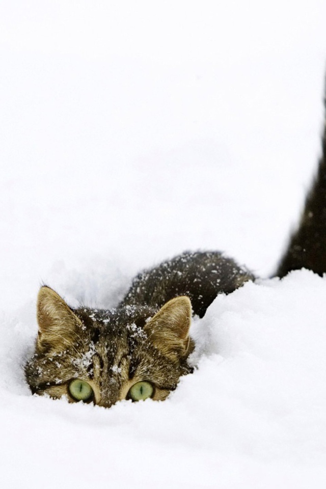 Кот сидит в снегу