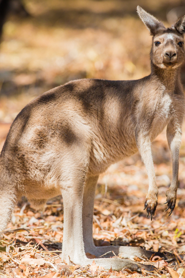 Австралийский кенгуру стоит на сухой траве