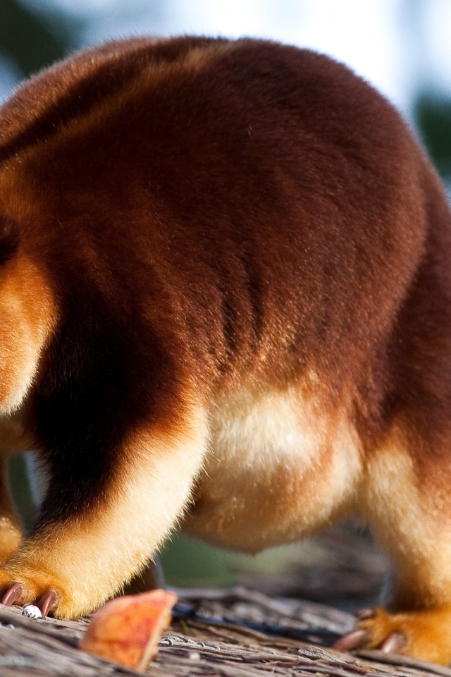 Кенгуру Гудфеллоу в зоопарке