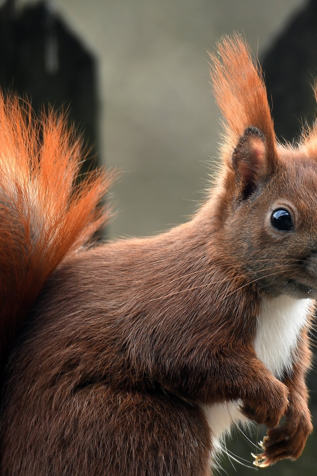 Белка с пушистым рыжим хвостом 