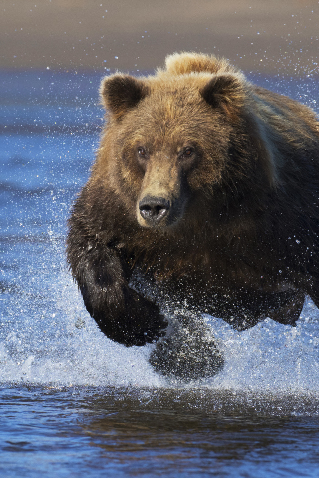 Большой медведь быстро бежит по воде