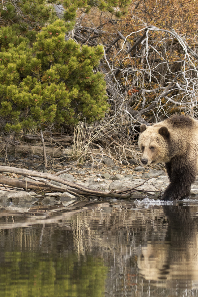 Большой бурый медведь идет по воде