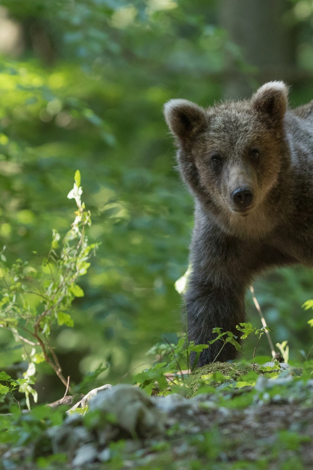 Бурый медвежонок гуляет по лесу
