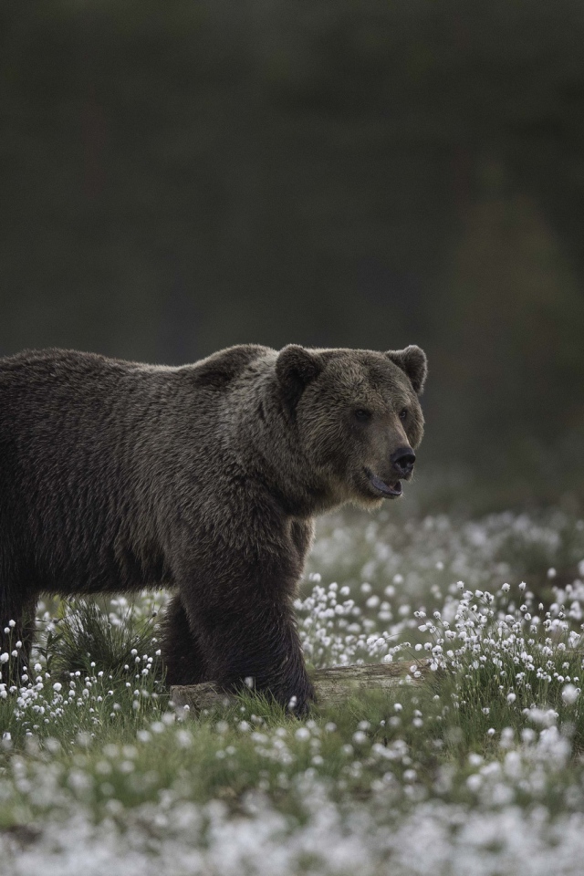 Большой бурый медведь идет по белым полевым цветам