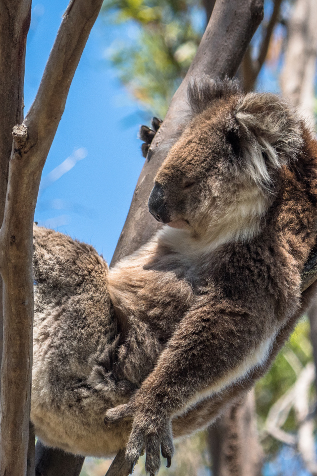 Ленивая коала спит на дереве