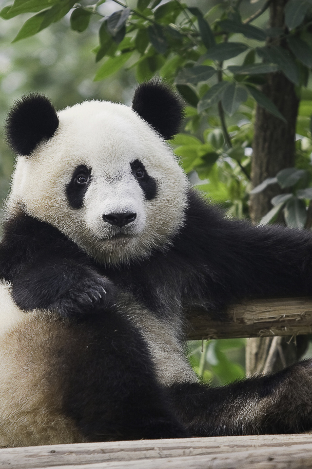 Небольшая красивая панда отдыхает 