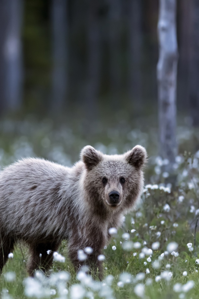 Маленький бурый медвежонок стоит на поляне с белыми цветами