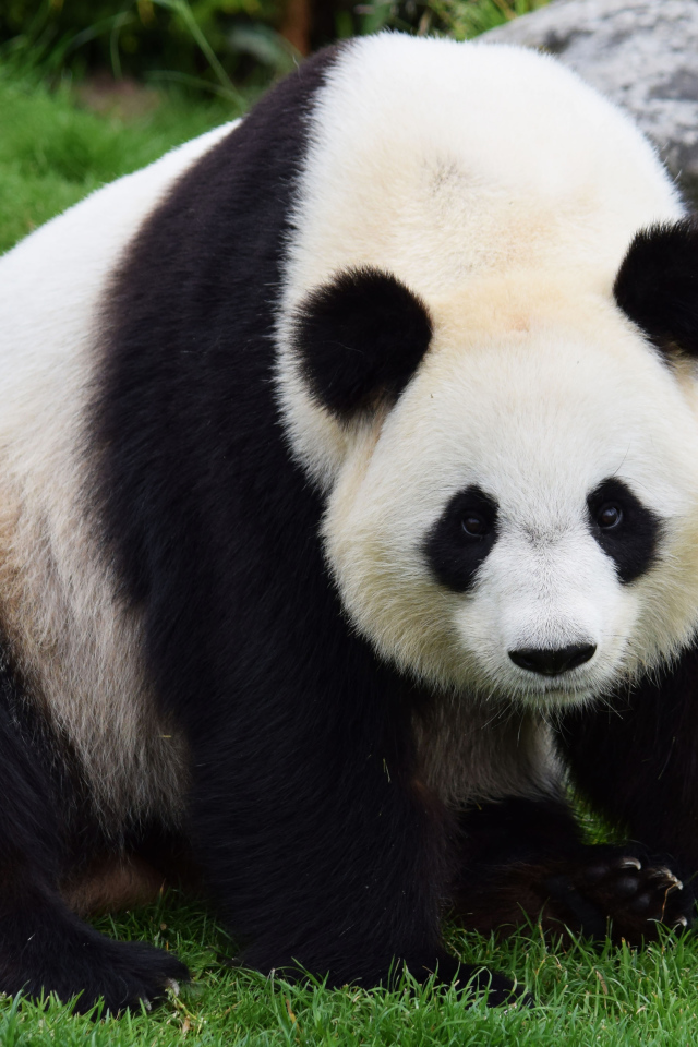 Big beautiful panda sitting on green grass