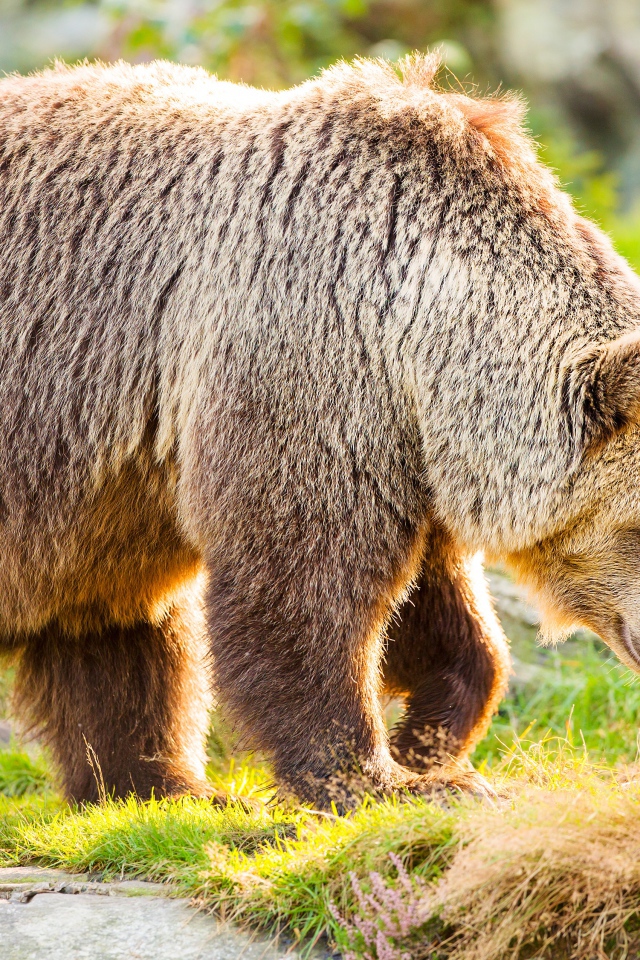Большой бурый медведь идет по траве