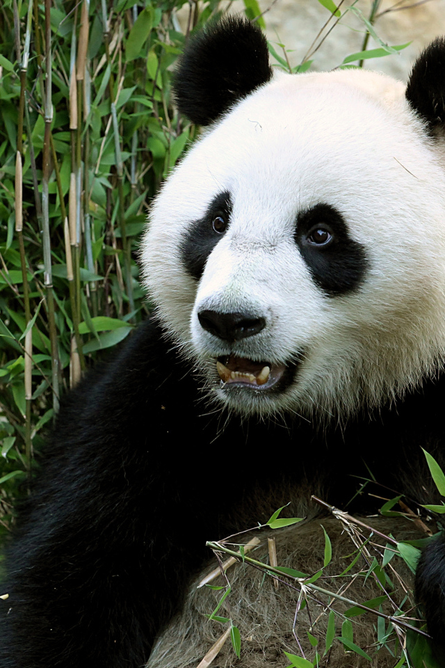 Забавная морда медведя панды