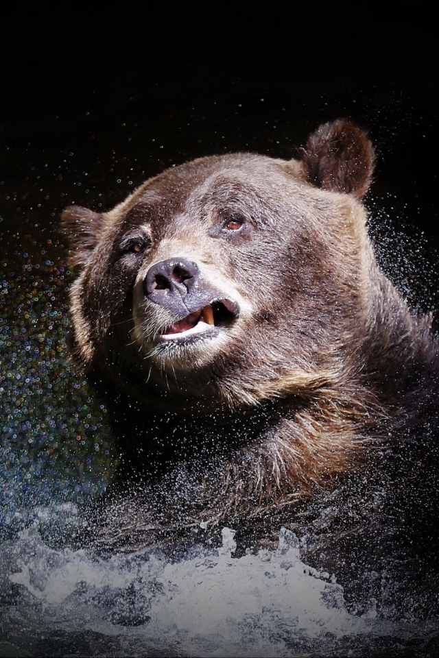 Большой бурый медведь стряхивает воду на черном фоне
