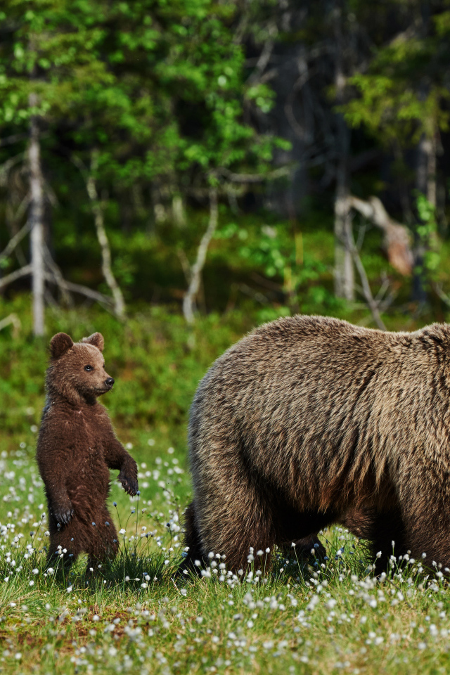 Большая бурая медведица с медвежатами гуляет по зеленой траве