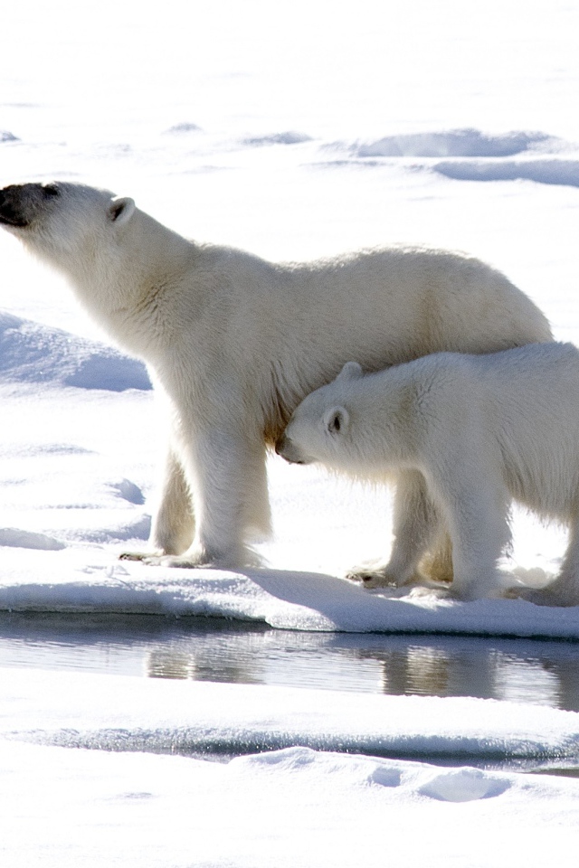 Большая белая медведица с маленьким медвежонком 