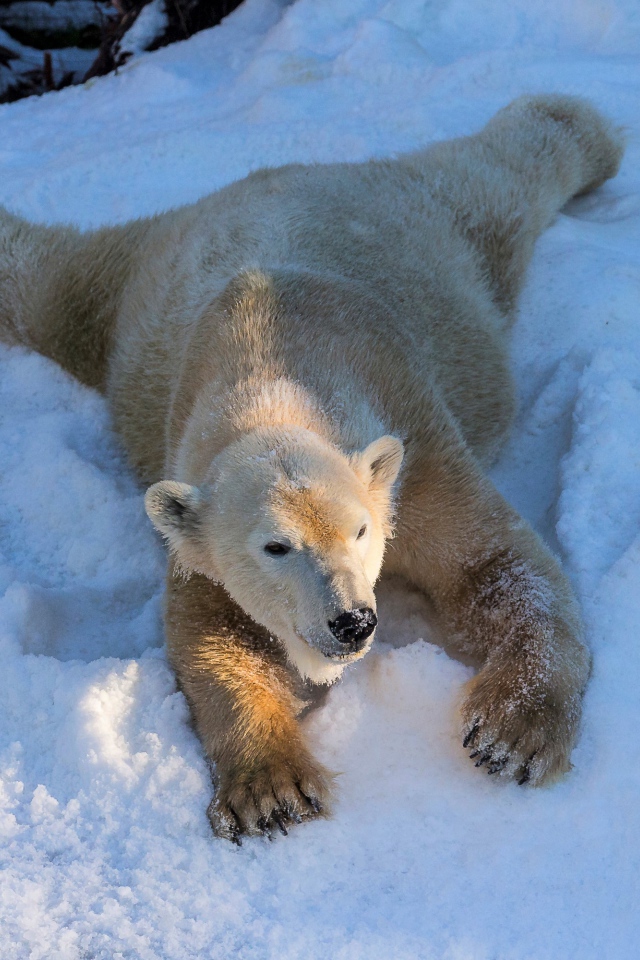 Белый медведь радуется белому снегу зимой
