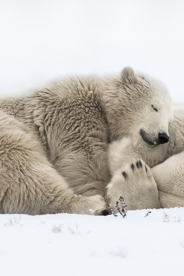Два больших белых медведя спят на снегу 