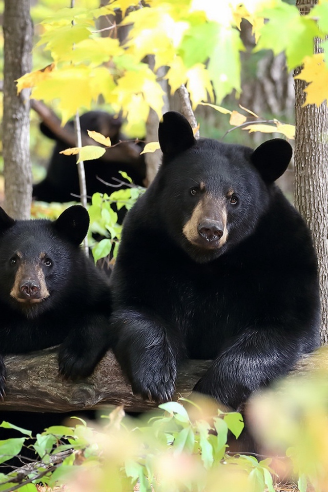 Два черных медведя в лесу
