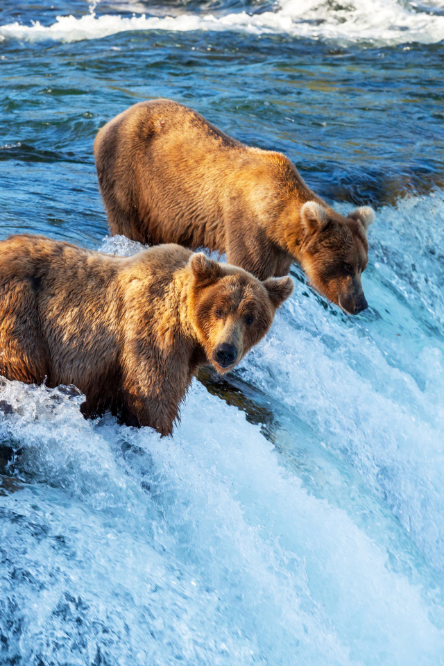 Два бурых медведя у водопада 