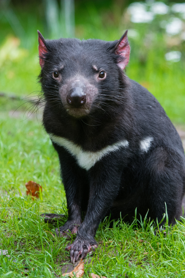 Тасманский дьявол сидит на зеленой траве