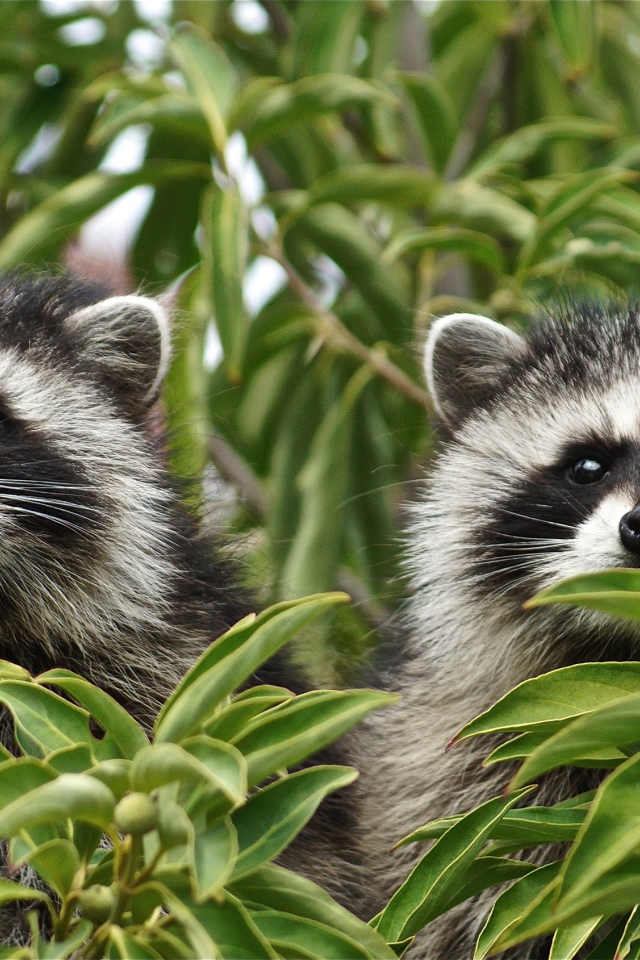 Два енота прячутся в зеленых листьях