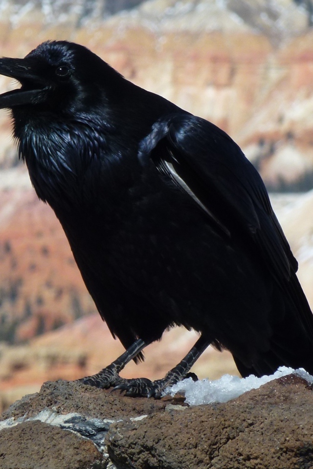 Большой черный ворон на камне 