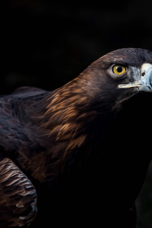 Большая хищная птица беркут 