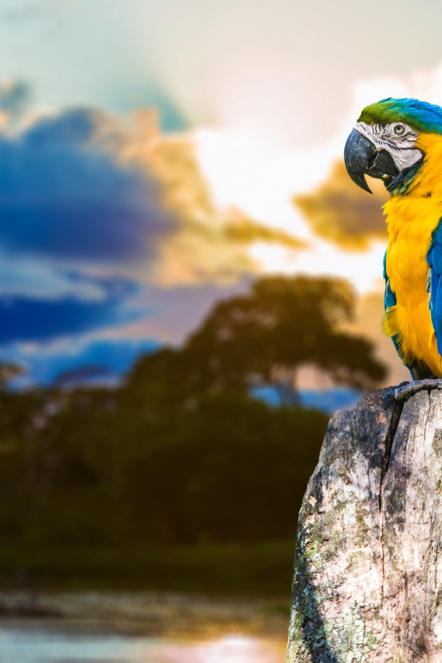 Большой сине - желтый  попугай ара сидит на  сухом дереве