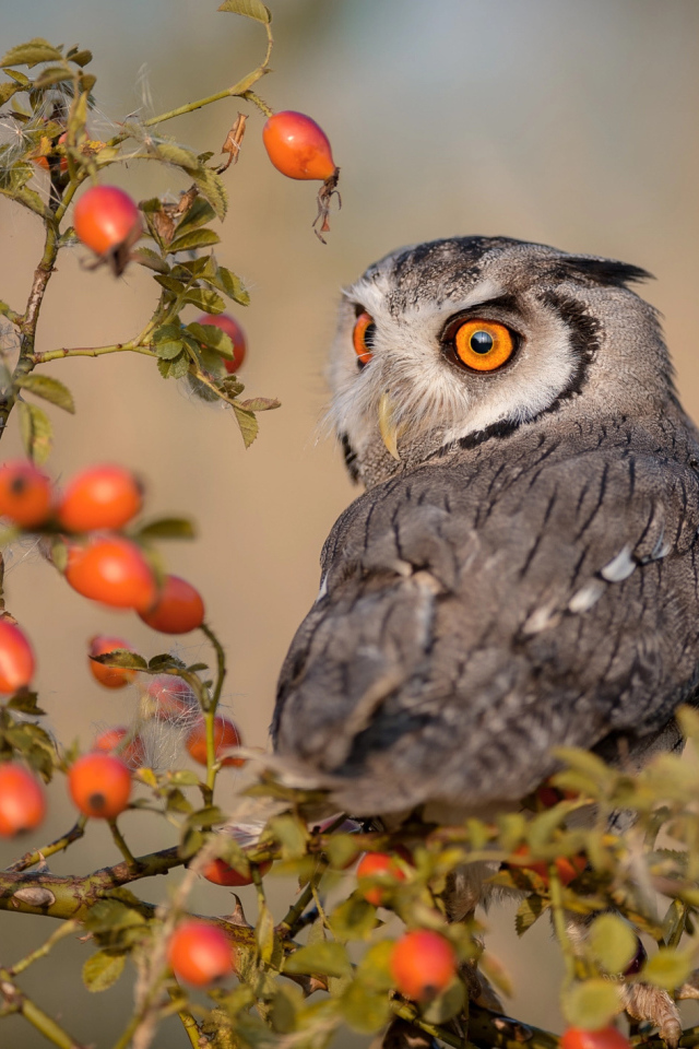 Большая сова сидит на ветке с красными ягодами шиповника
