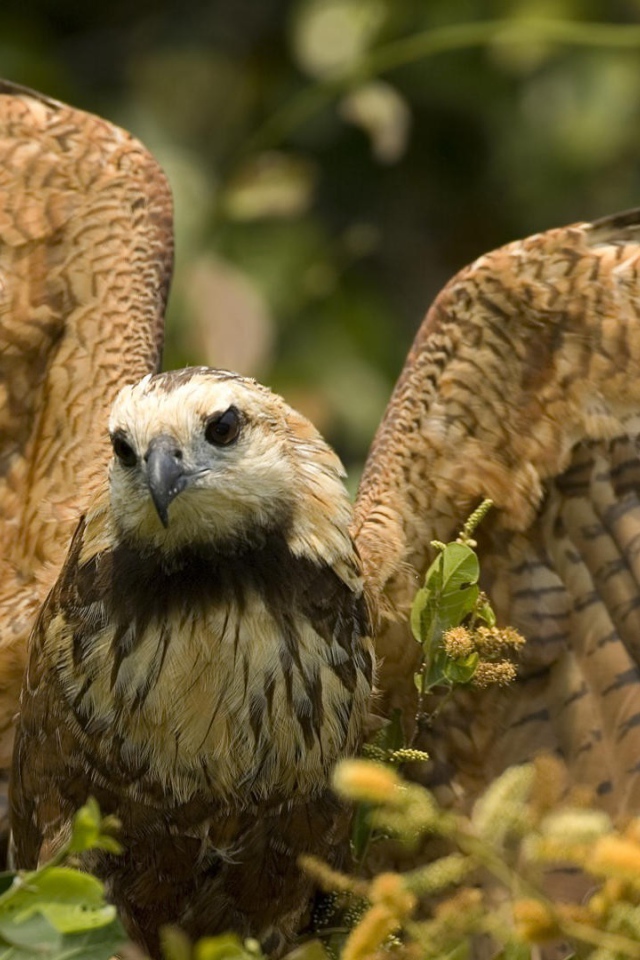 Большой хищный ястреб расправил крылья