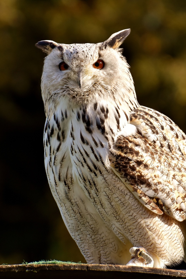 Большая белая сова сидит на ветке