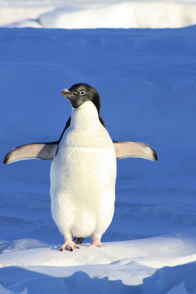 Маленький милый пингвин стоит на снегу