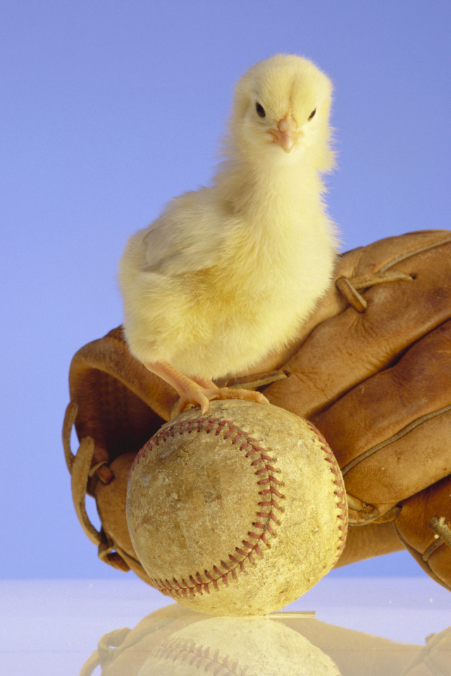 Маленький желтый цыпленок с бейсбольной перчаткой и мячом