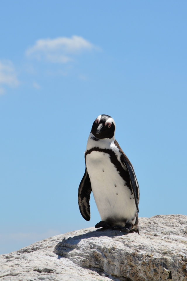 Одинокий пингвин стоит на камне