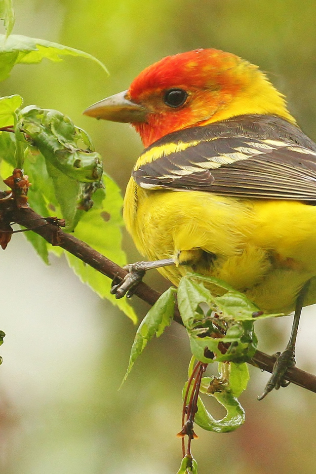 Птица красноголовая пиранга сидит на ветке 