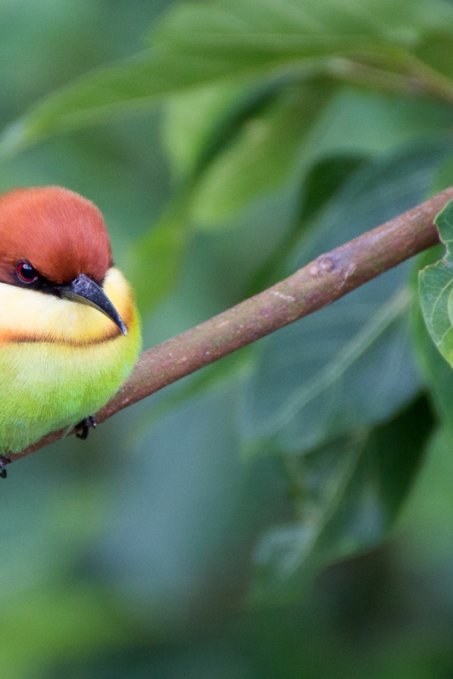 Маленькая птичка золотистая щурка сидит на ветке