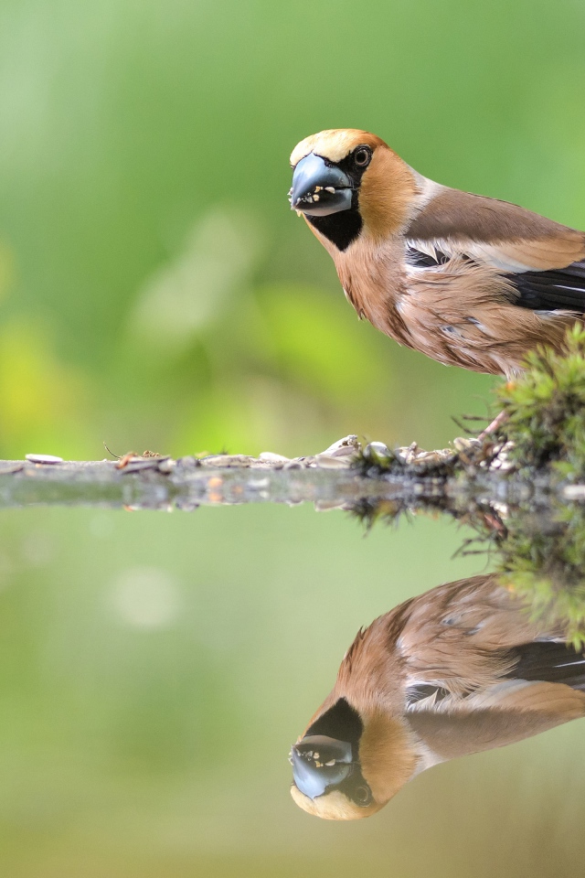 Маленькая птичка отражается в воде