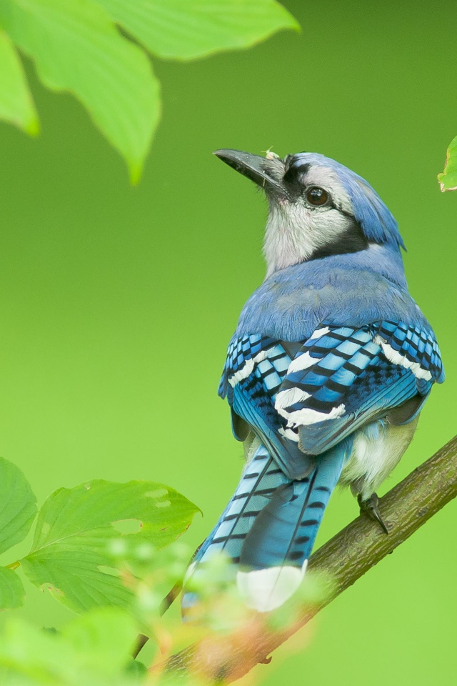 Маленькая голубая сойка сидит на ветке дерева