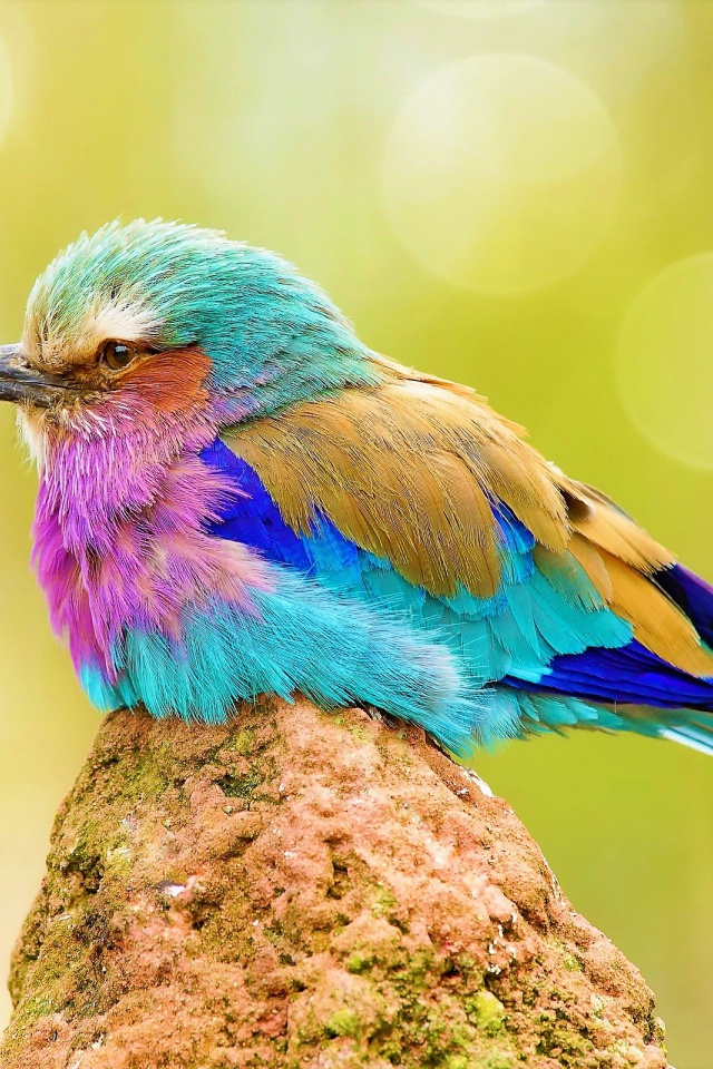Маленькая разноцветная птичка сидит на камне