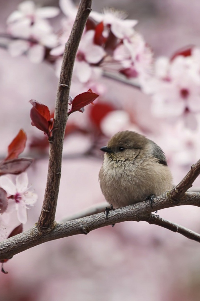 Маленький воробей на цветущей весенней ветке 