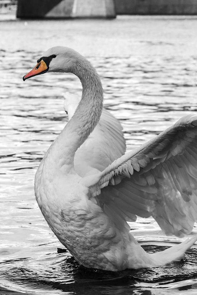 Белый красивый лебедь готовится взлететь с воды